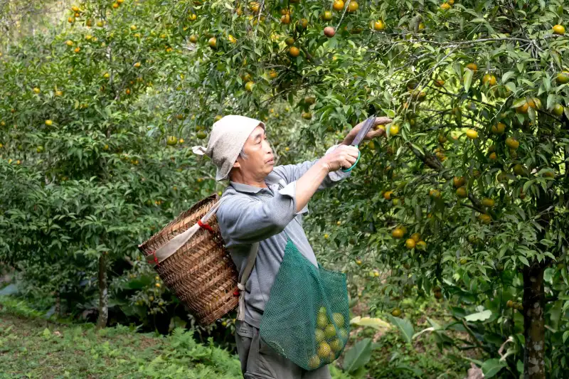 小程序商城软件光盘与拼团工具在区域零售业的应用场景分析